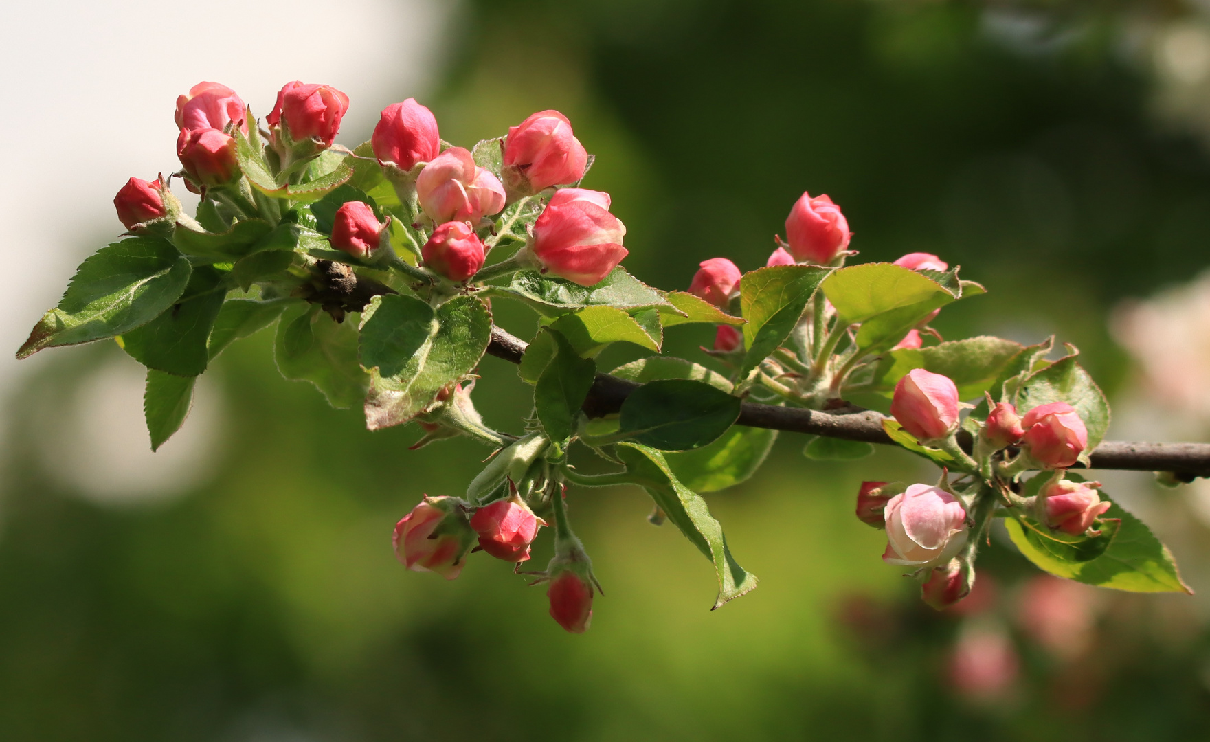 Apfelblüte