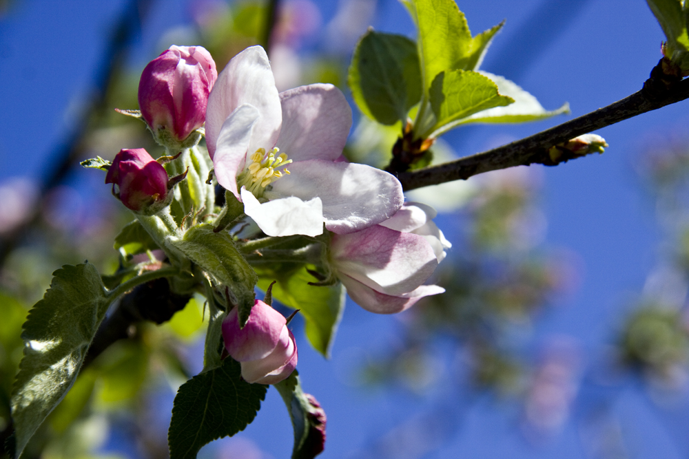 Apfelblüte