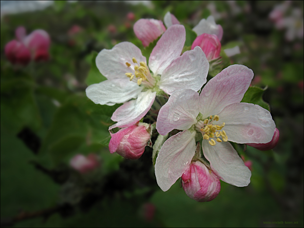 Apfelblüte-1