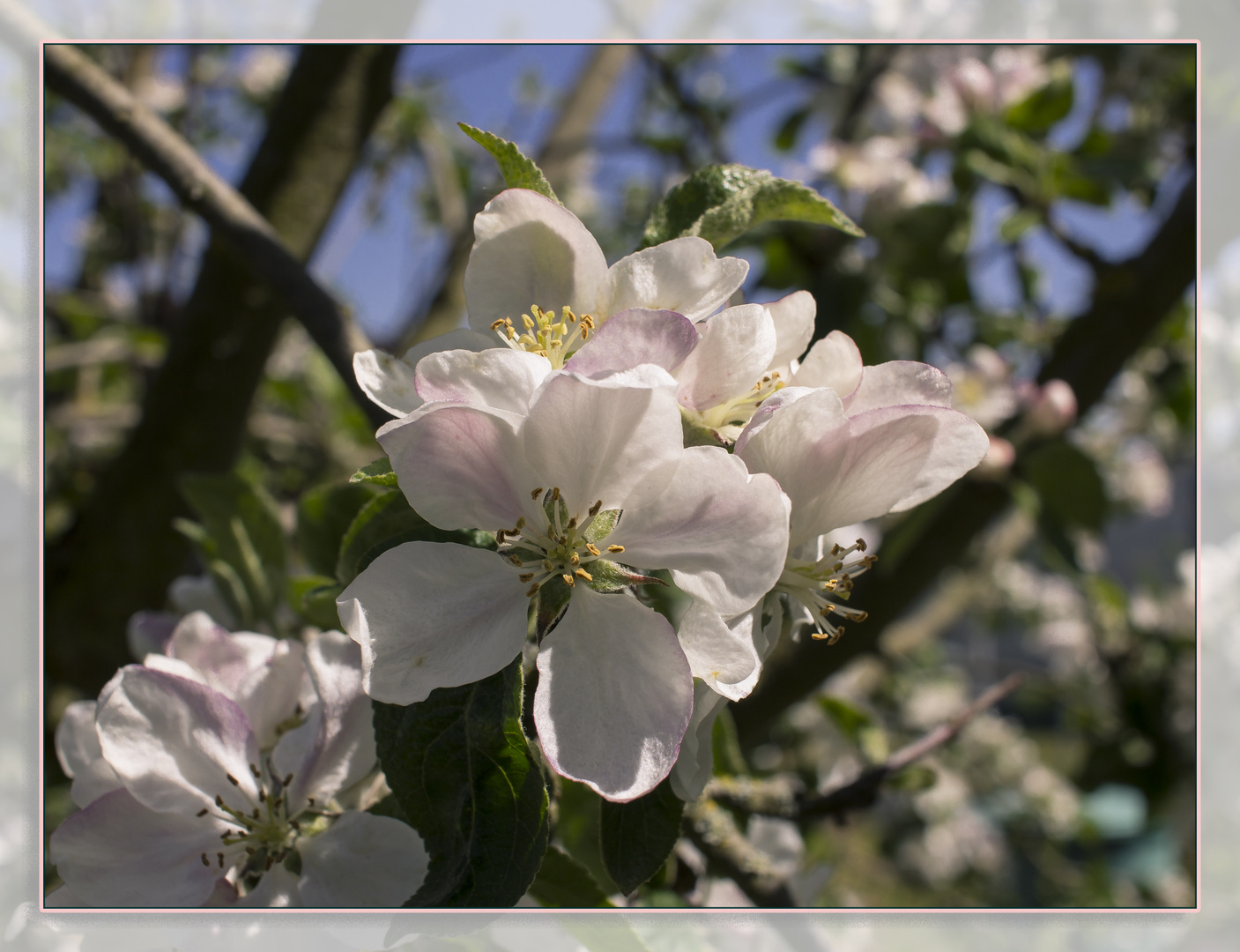 Apfelblüte #1