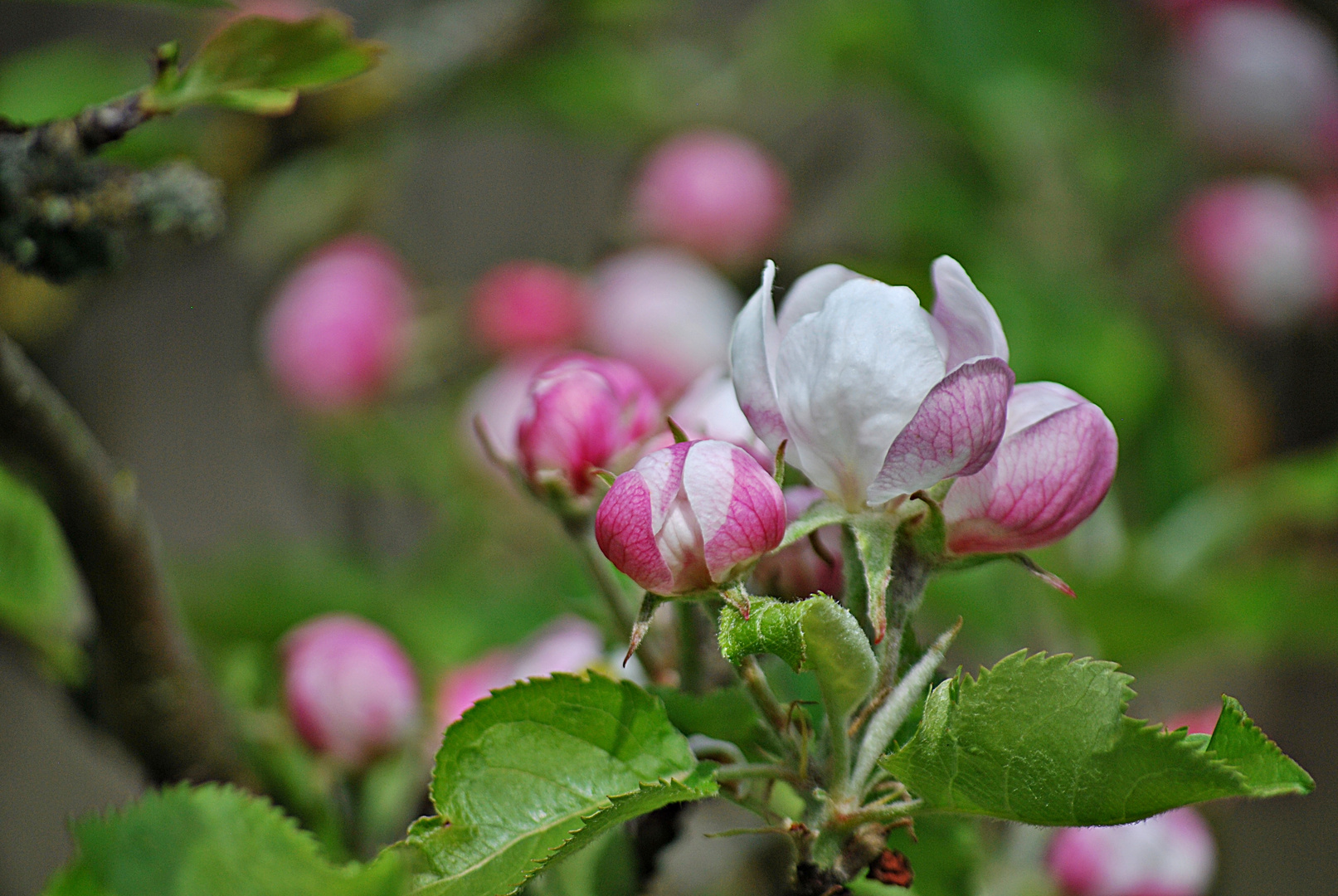 Apfelblüte... 1