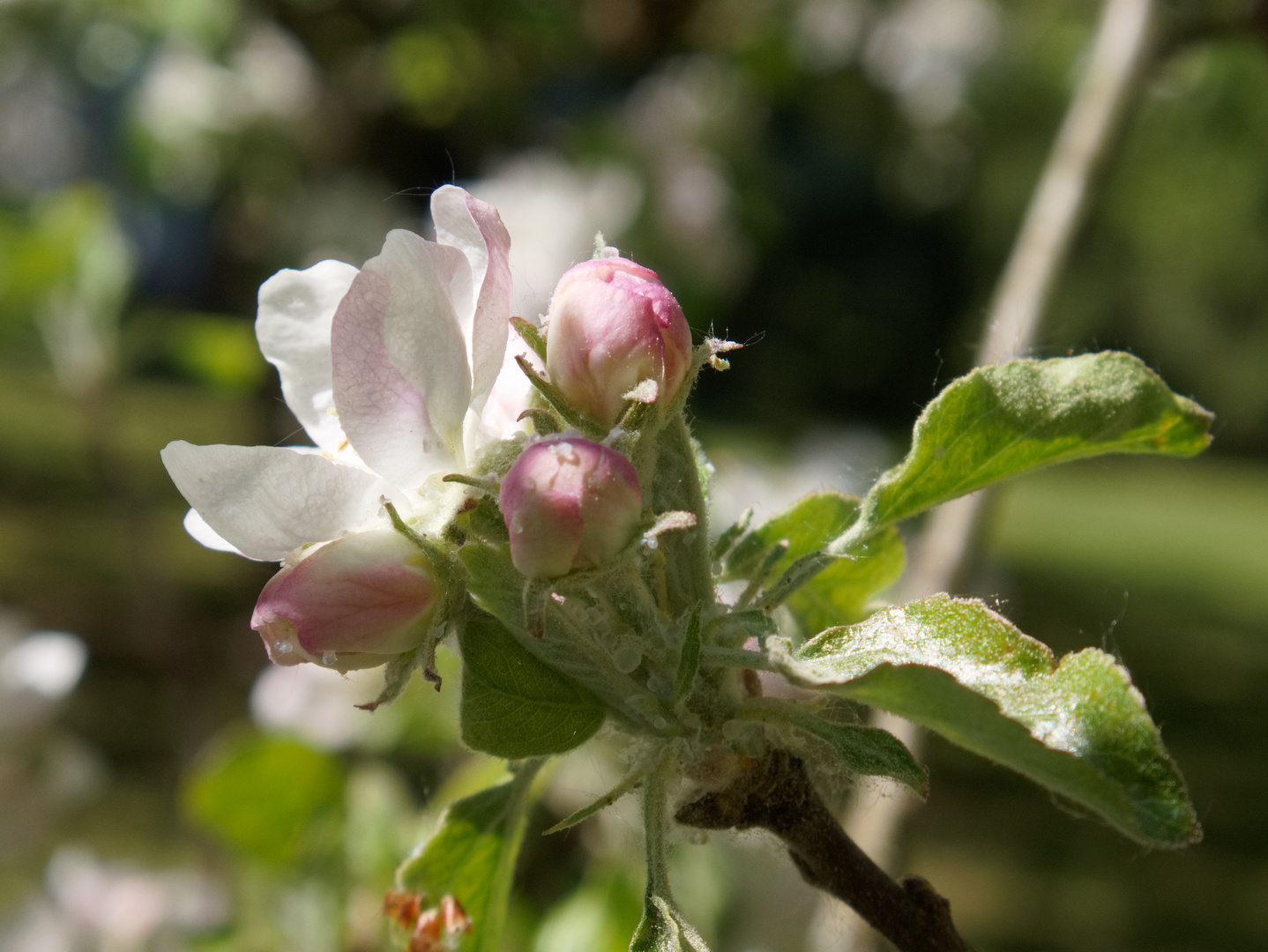 Apfelblüte 1