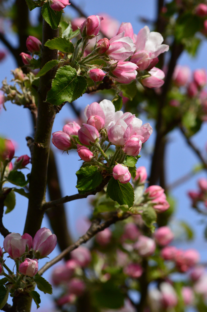 Apfelblüte