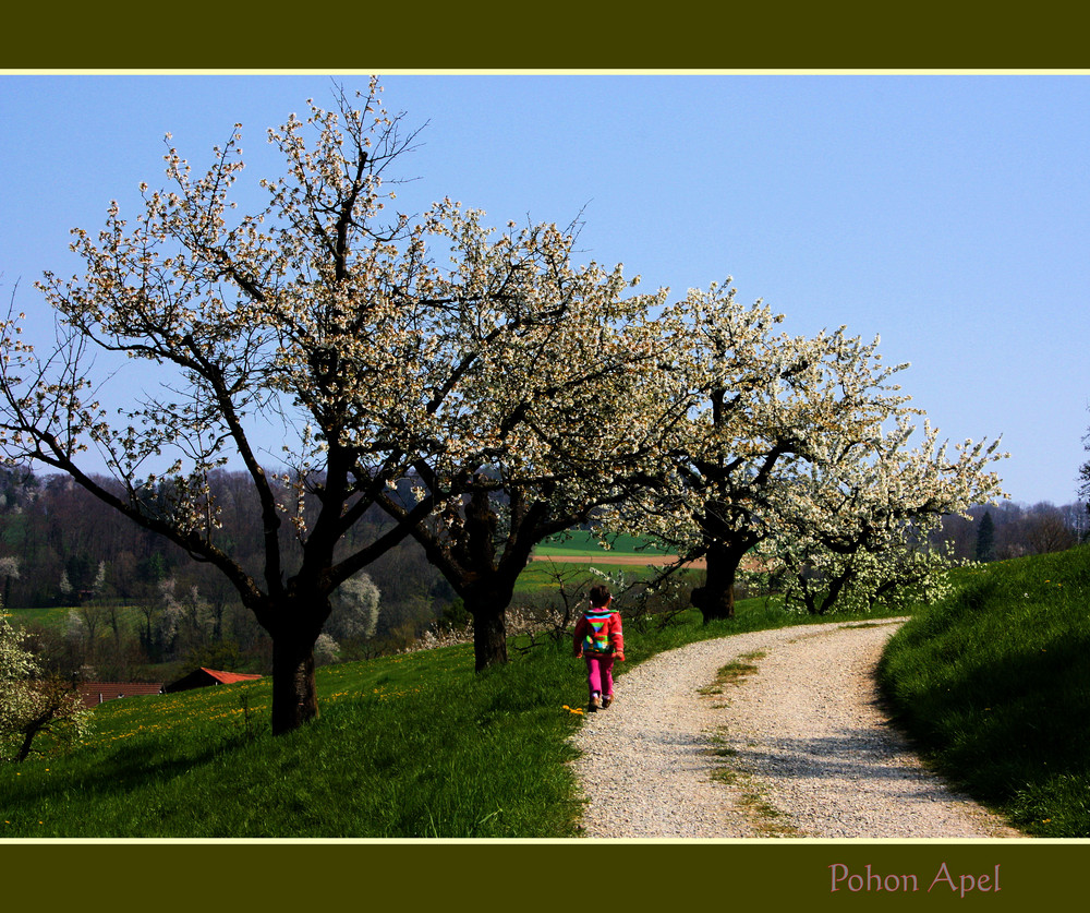 Apfelblüte