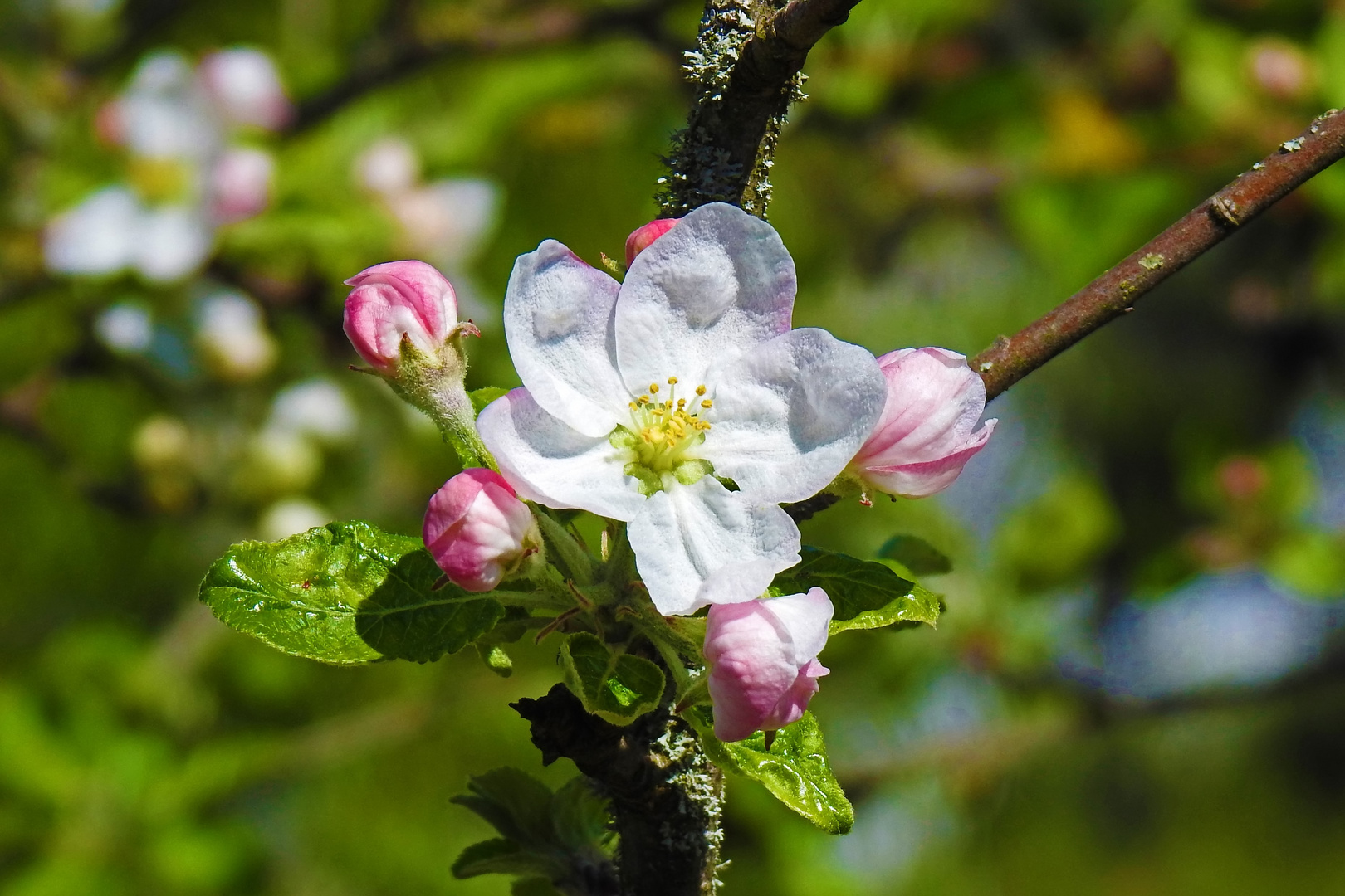 Apfelblüte