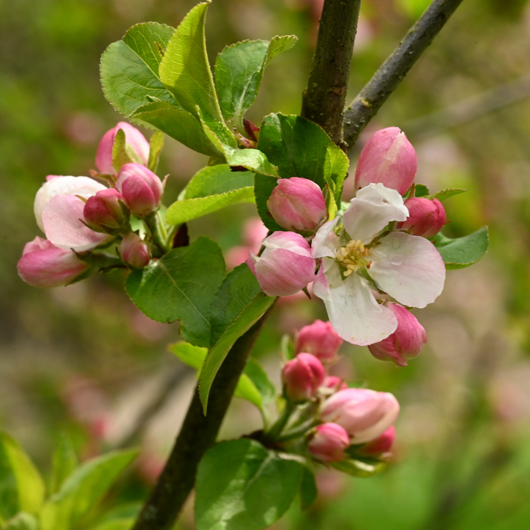 Apfelblüte