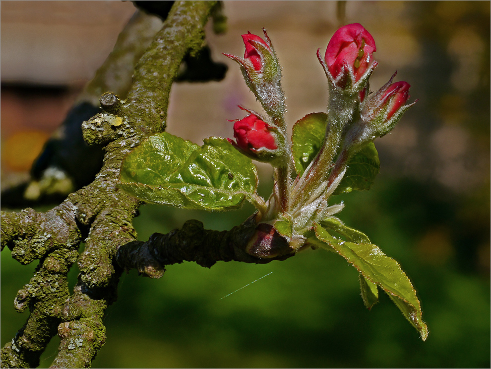 Apfelblüte...