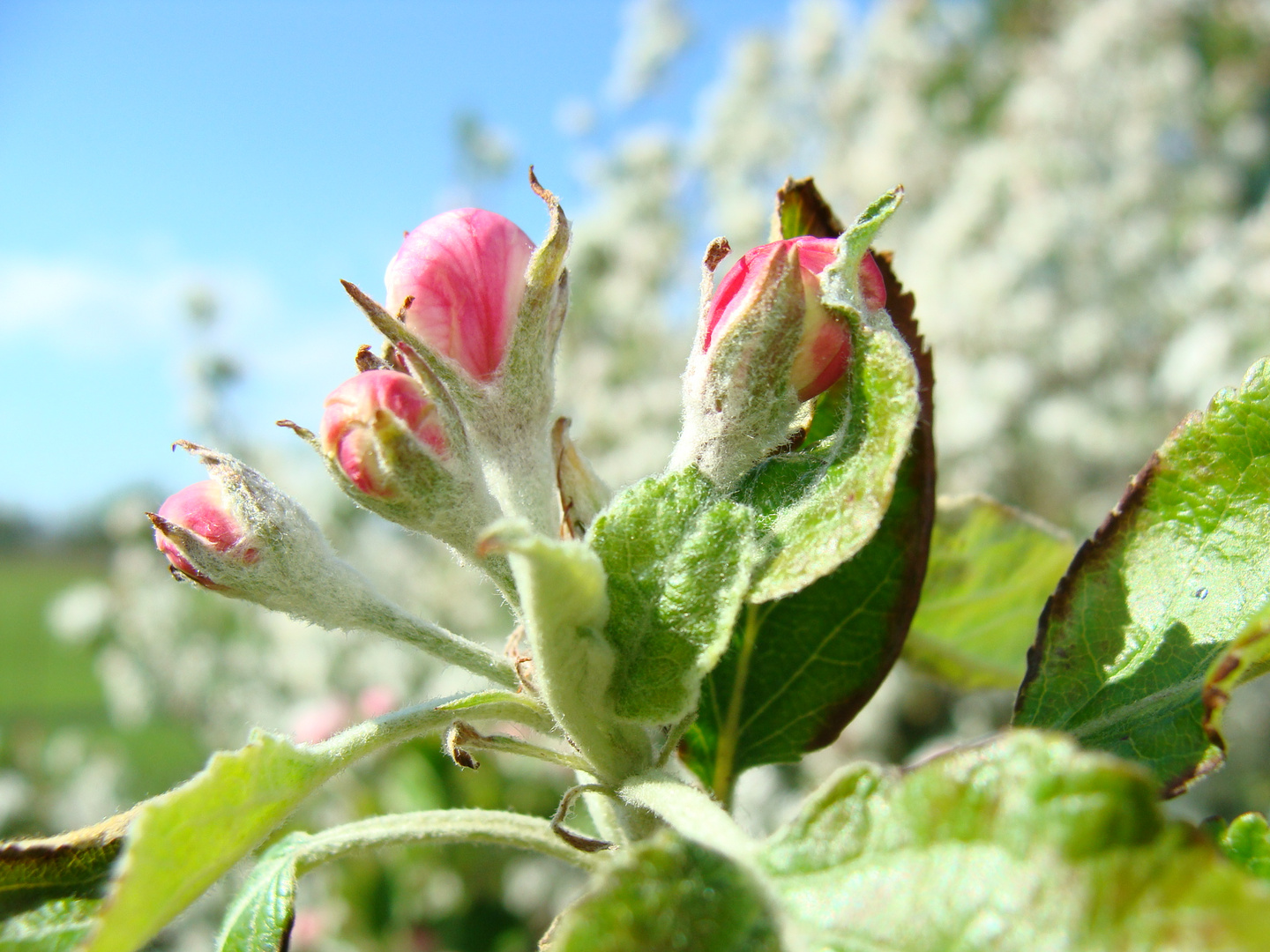 Apfelblüte….