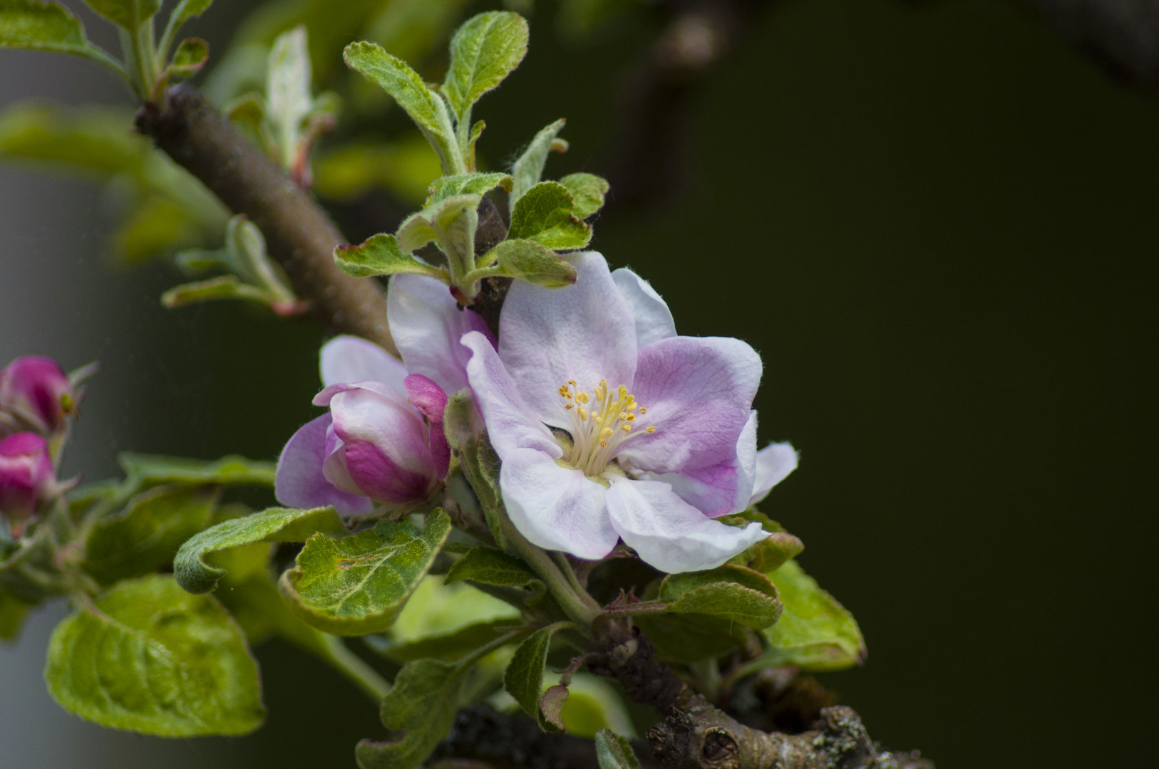 Apfelblüte