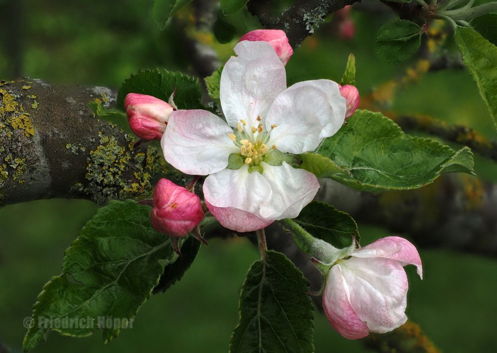 Apfelblüte