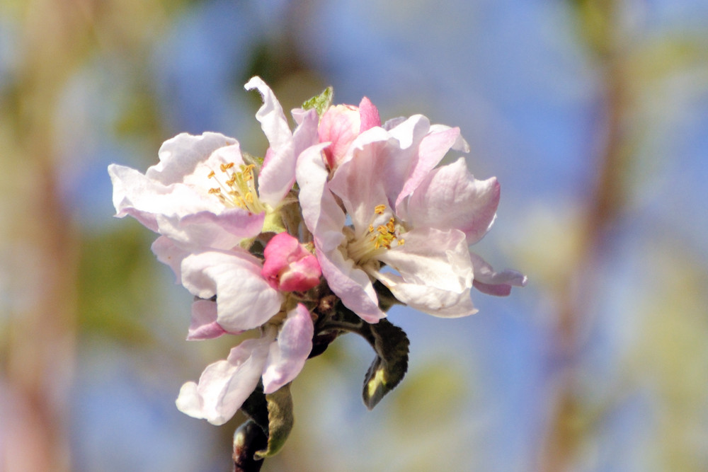 Apfelblüte 15.april09