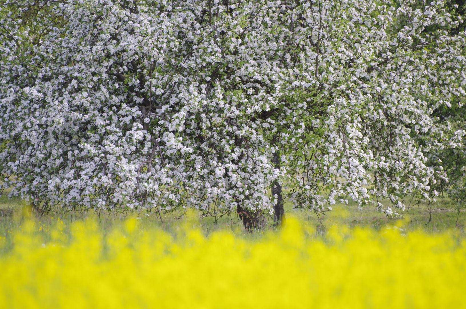 Apfelblüte