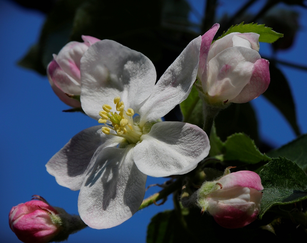 Apfelblüte