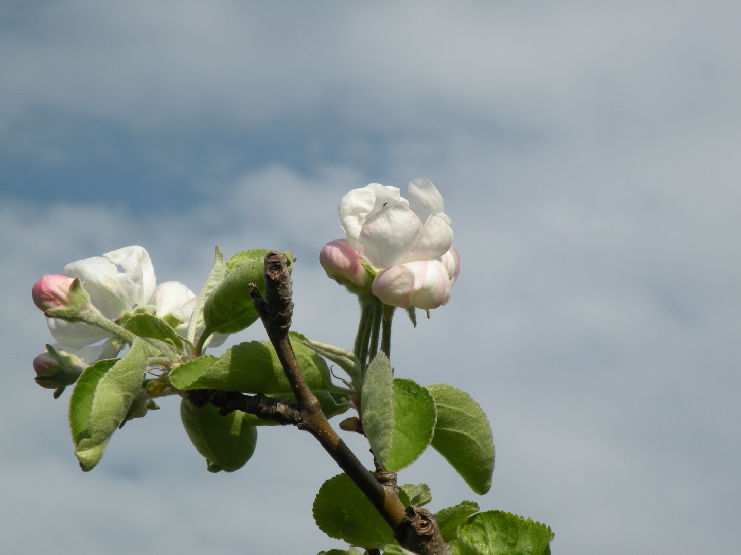 Apfelblüte