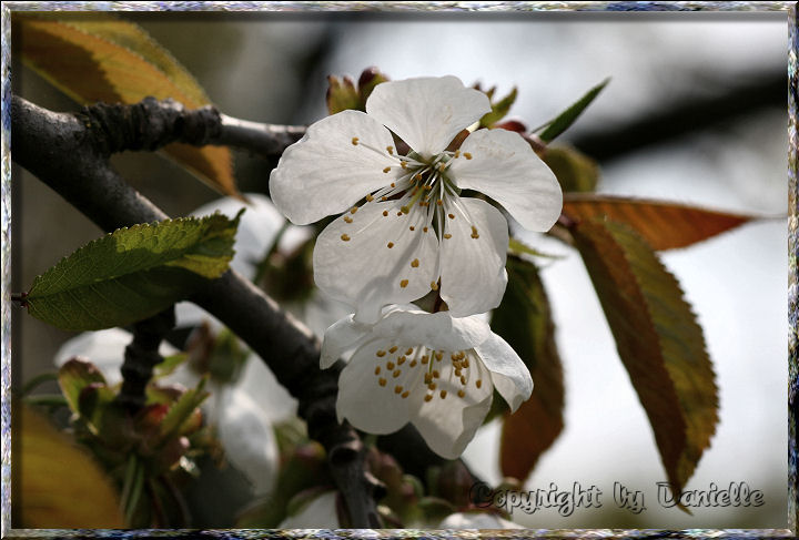 Apfelblüte