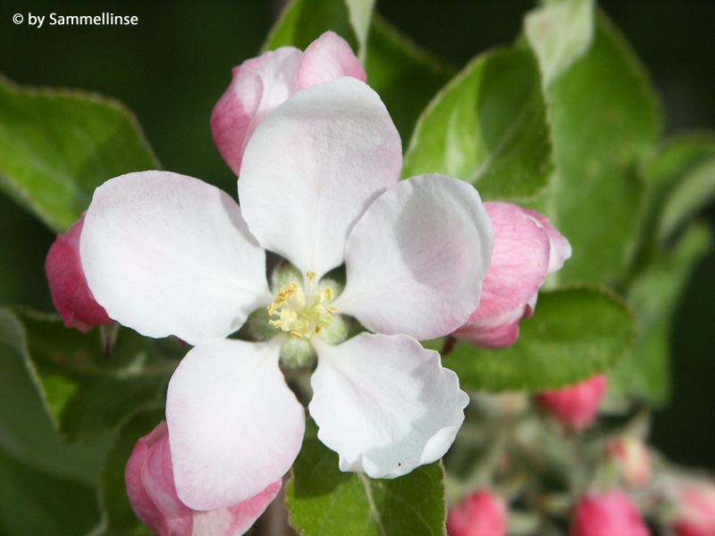 Apfelblüte