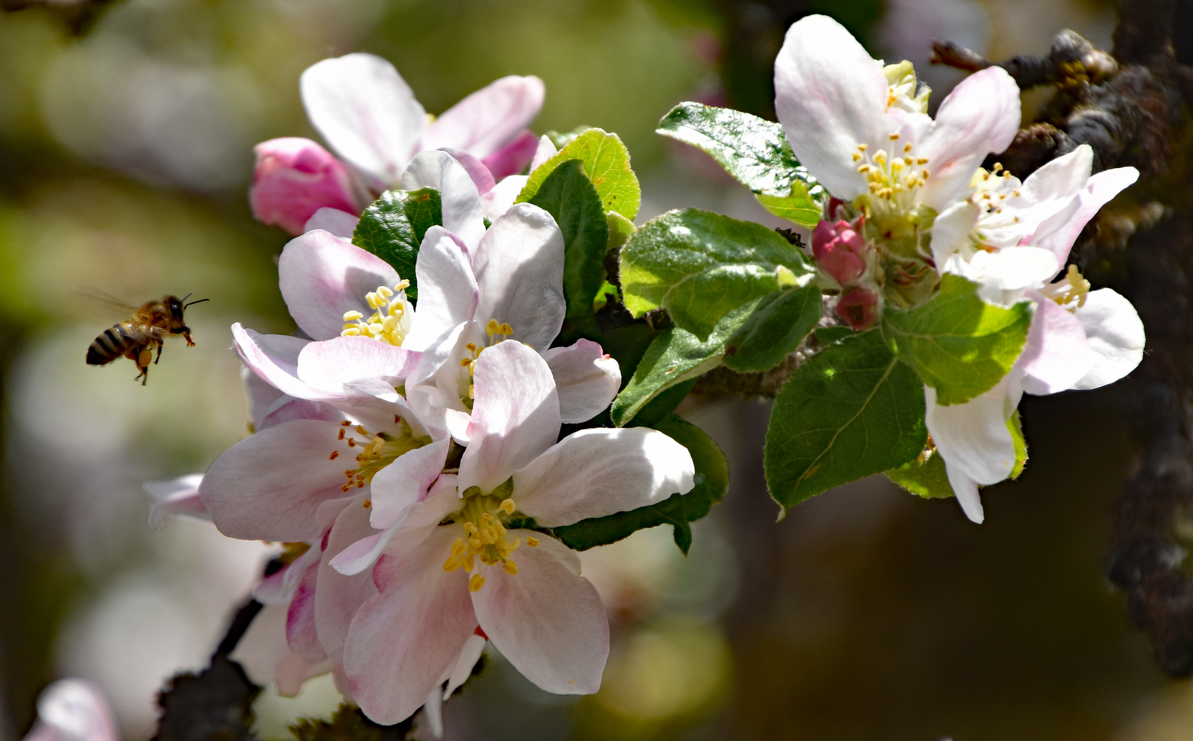 Apfelblüte