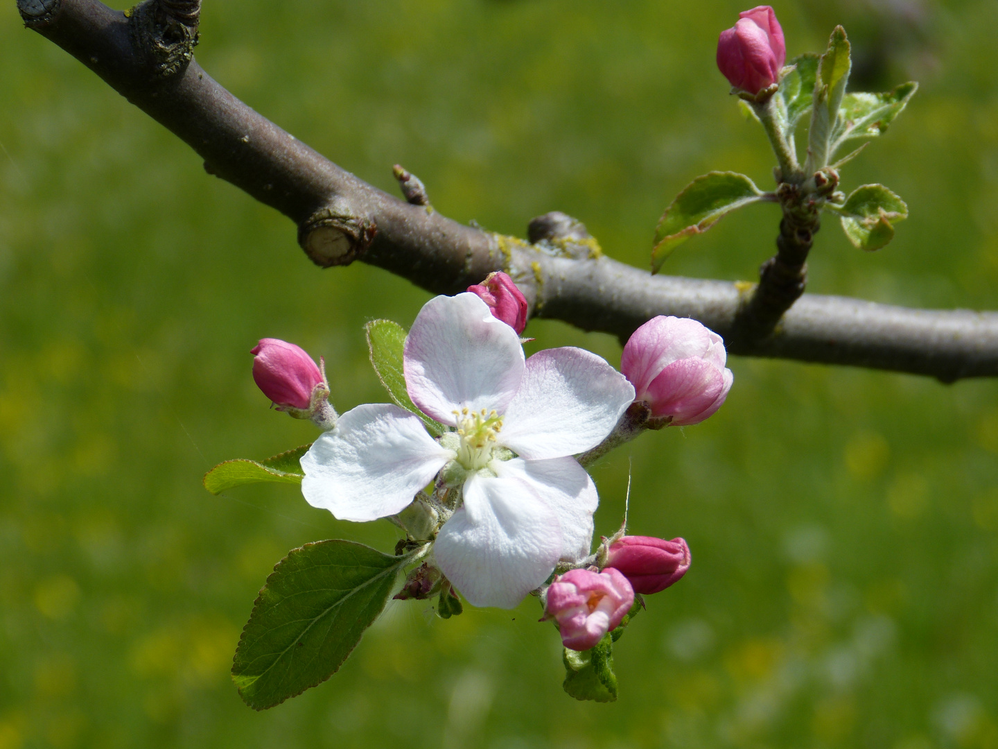 Apfelblüte