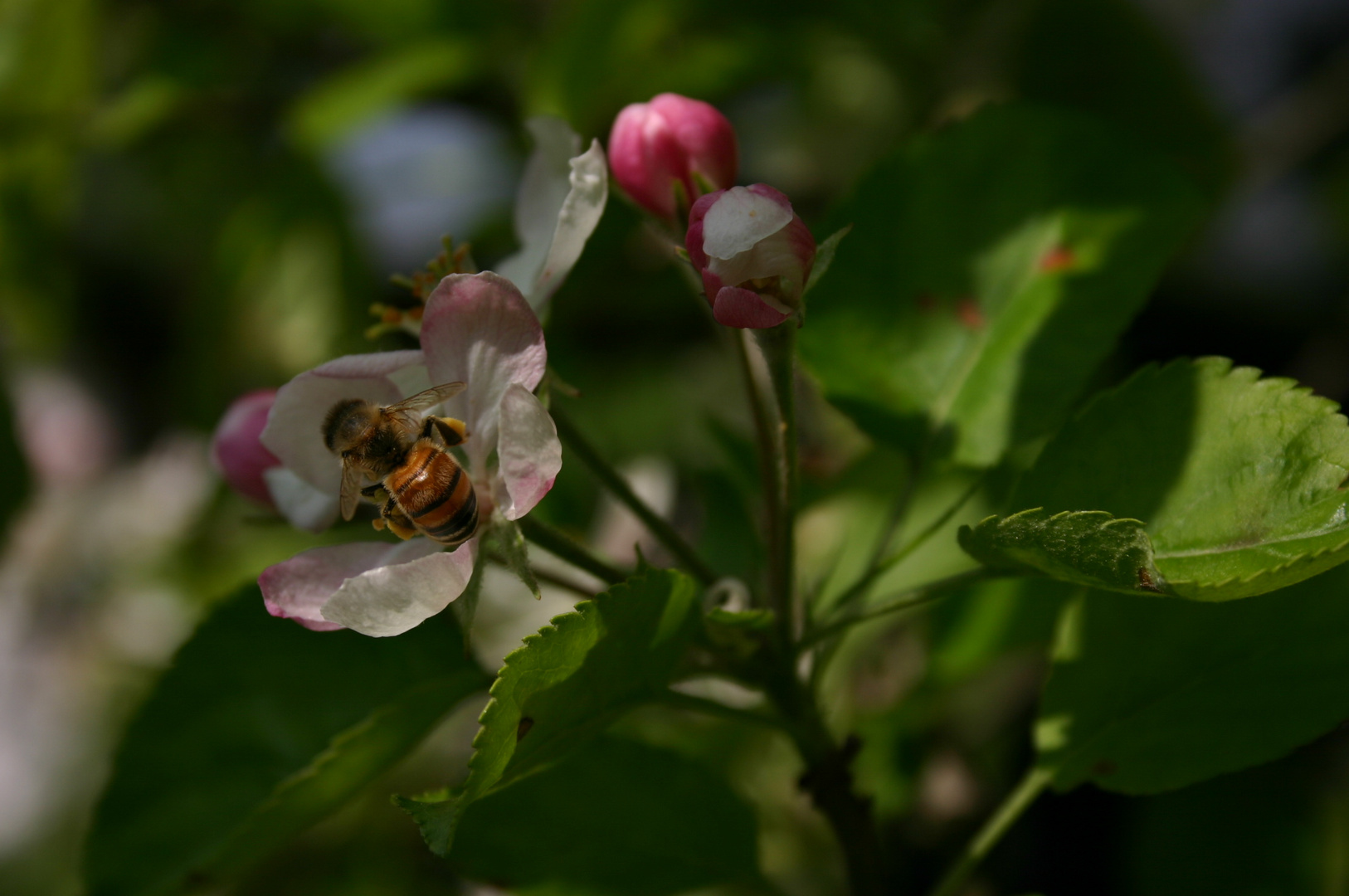 Apfelblüte