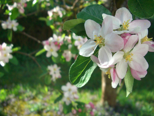 Apfelblüte