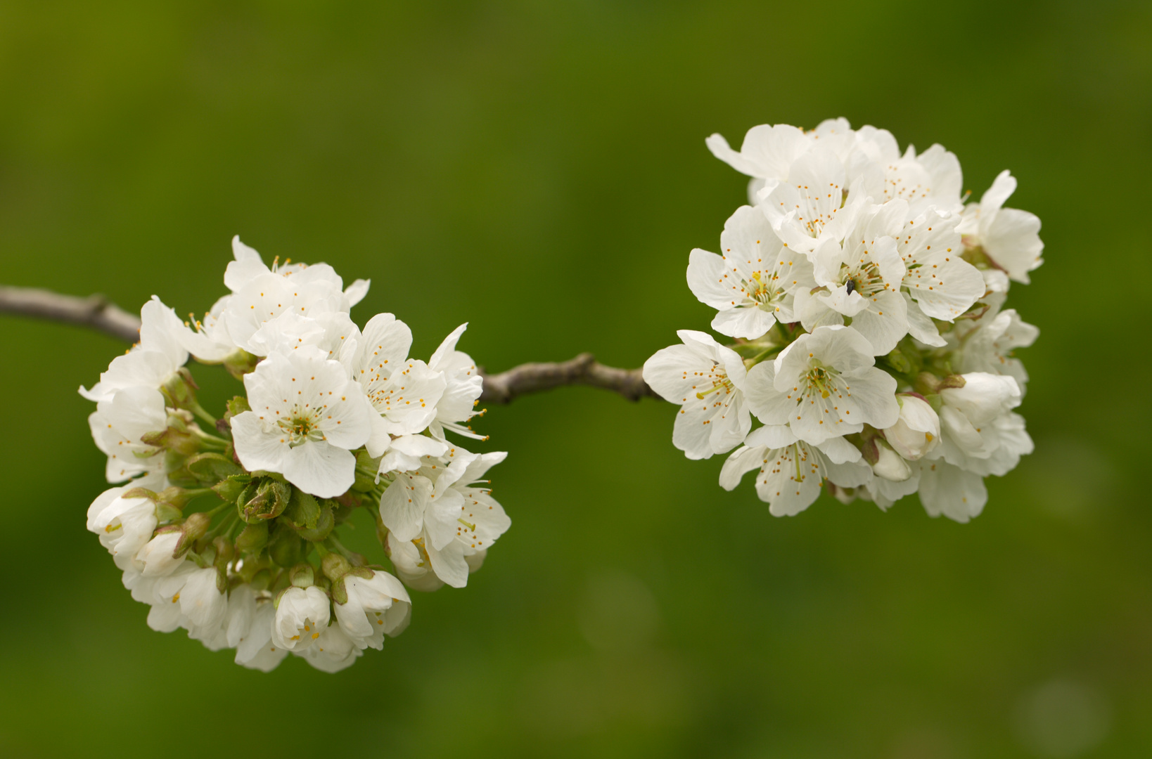 Apfelblüte