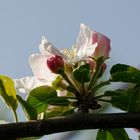 Apfelblüte (2)