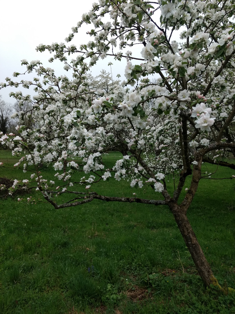 Apfelblüte (2)