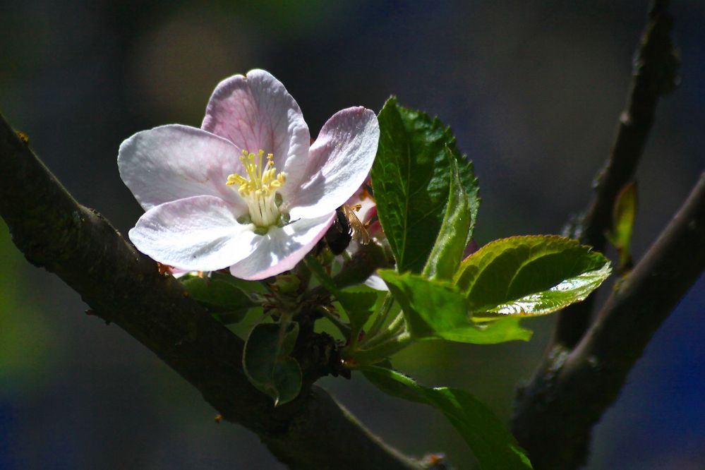 Apfelblüte 2