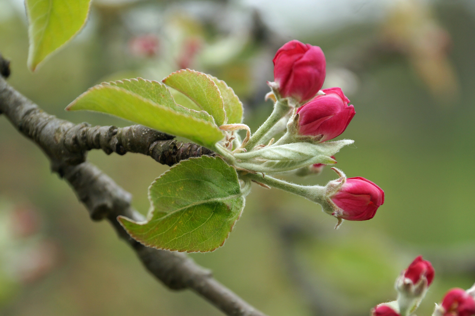Apfelblüte 20-1
