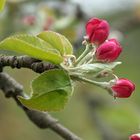 Apfelblüte 20-1