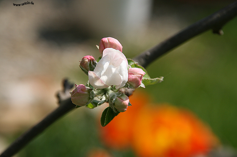 Apfelblüte 2007