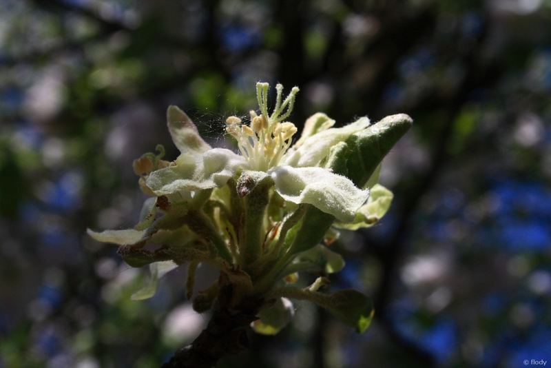 Apfelblüte 2007