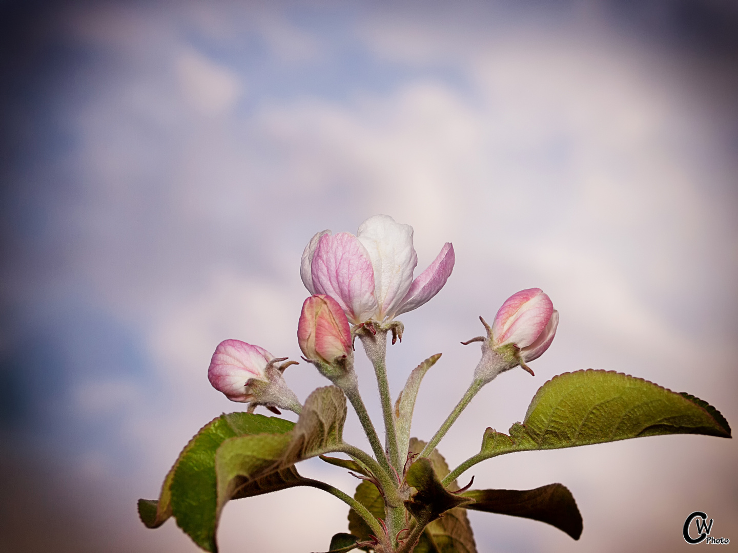 Apfelblüte 2014