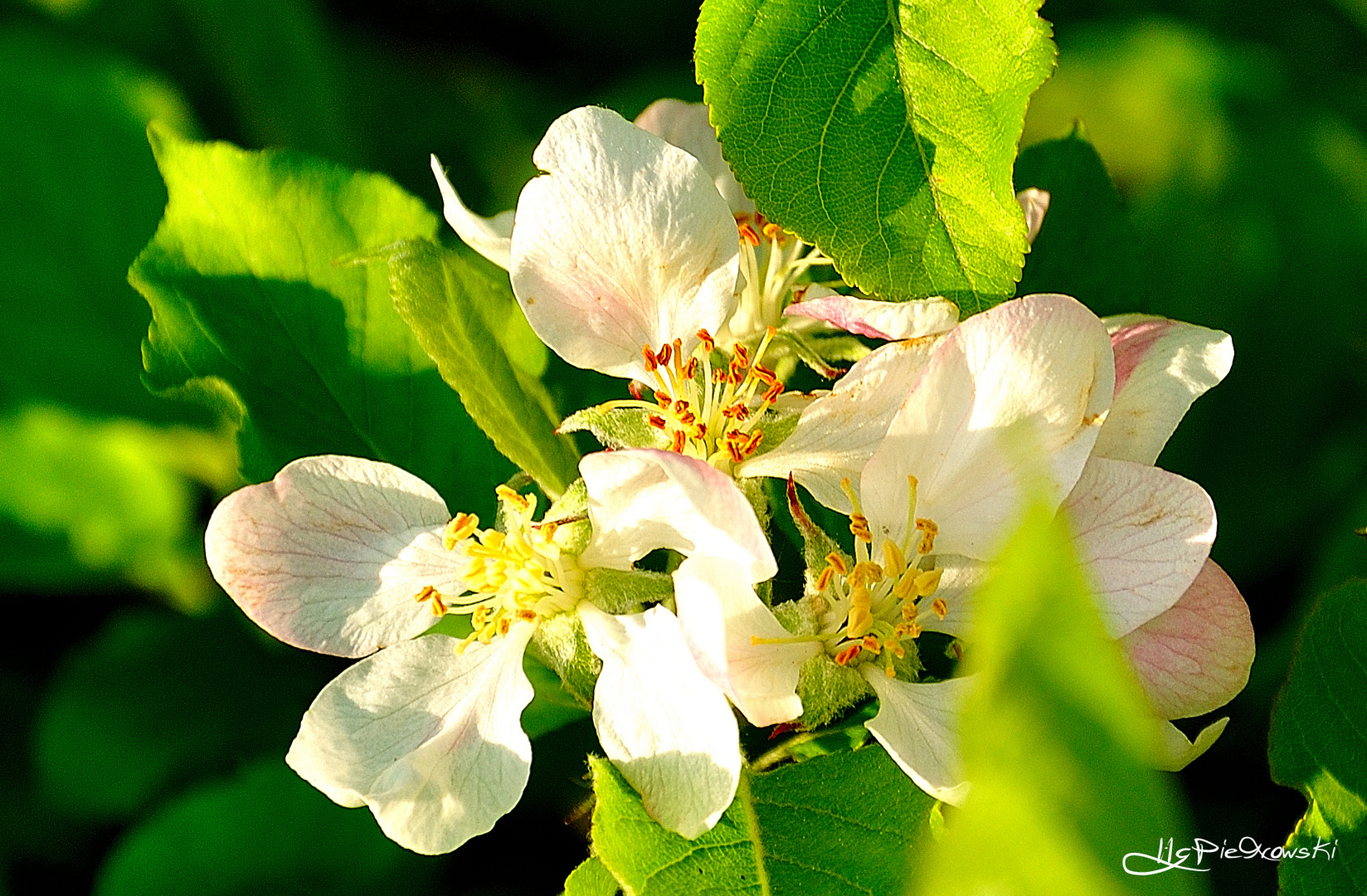 Apfelblüte 2014