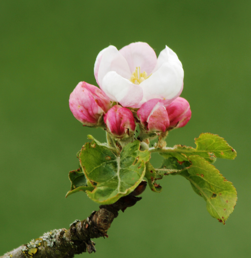 Apfelblüte 2016