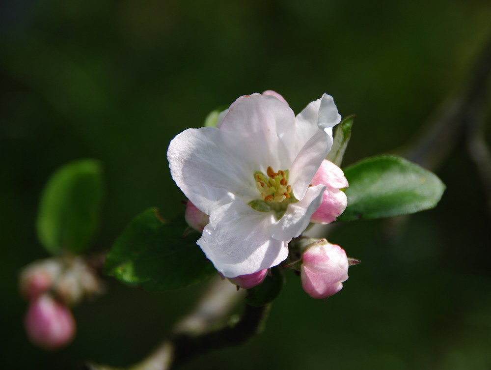 Apfelblüte