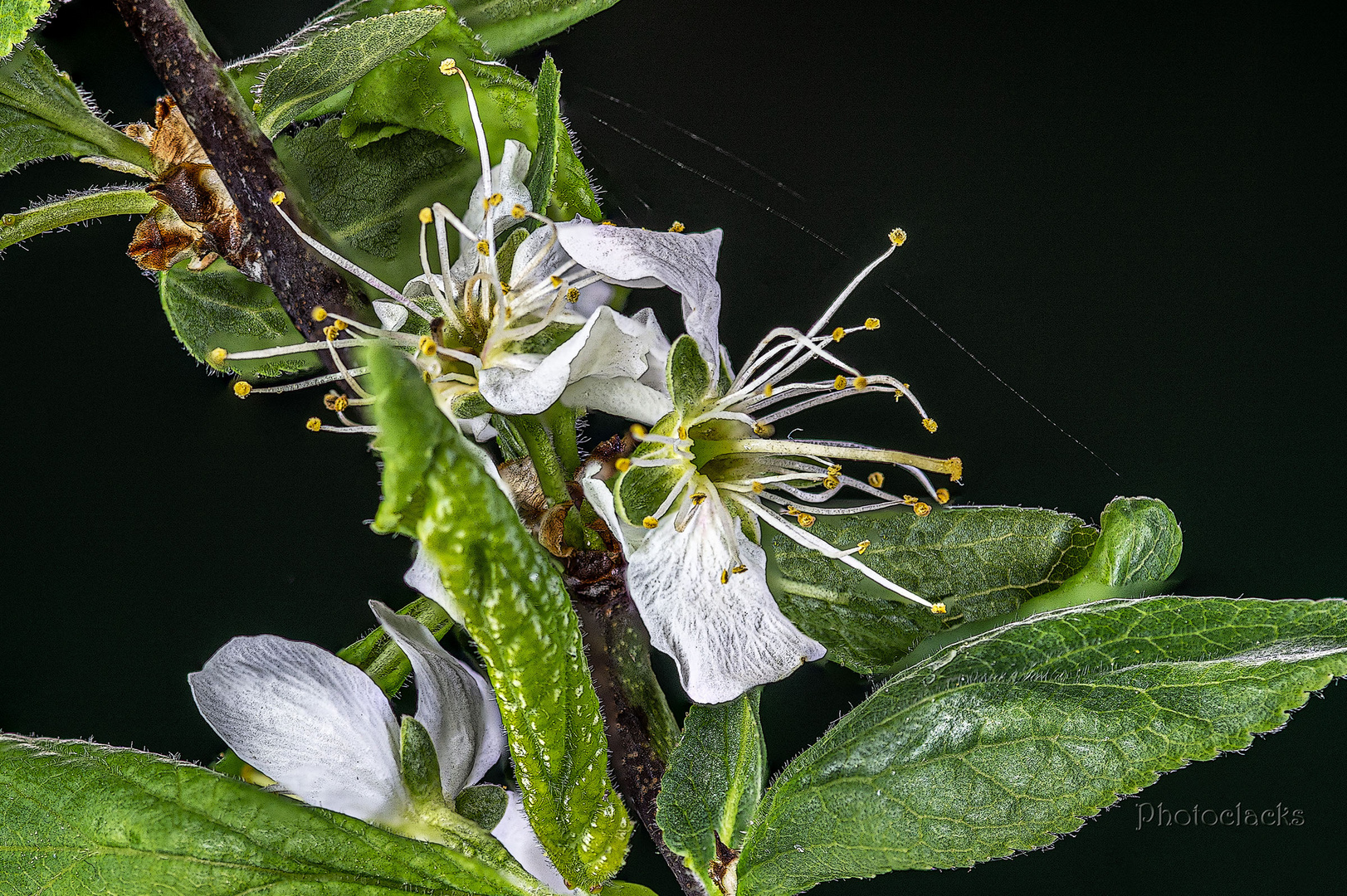 Apfelblüte