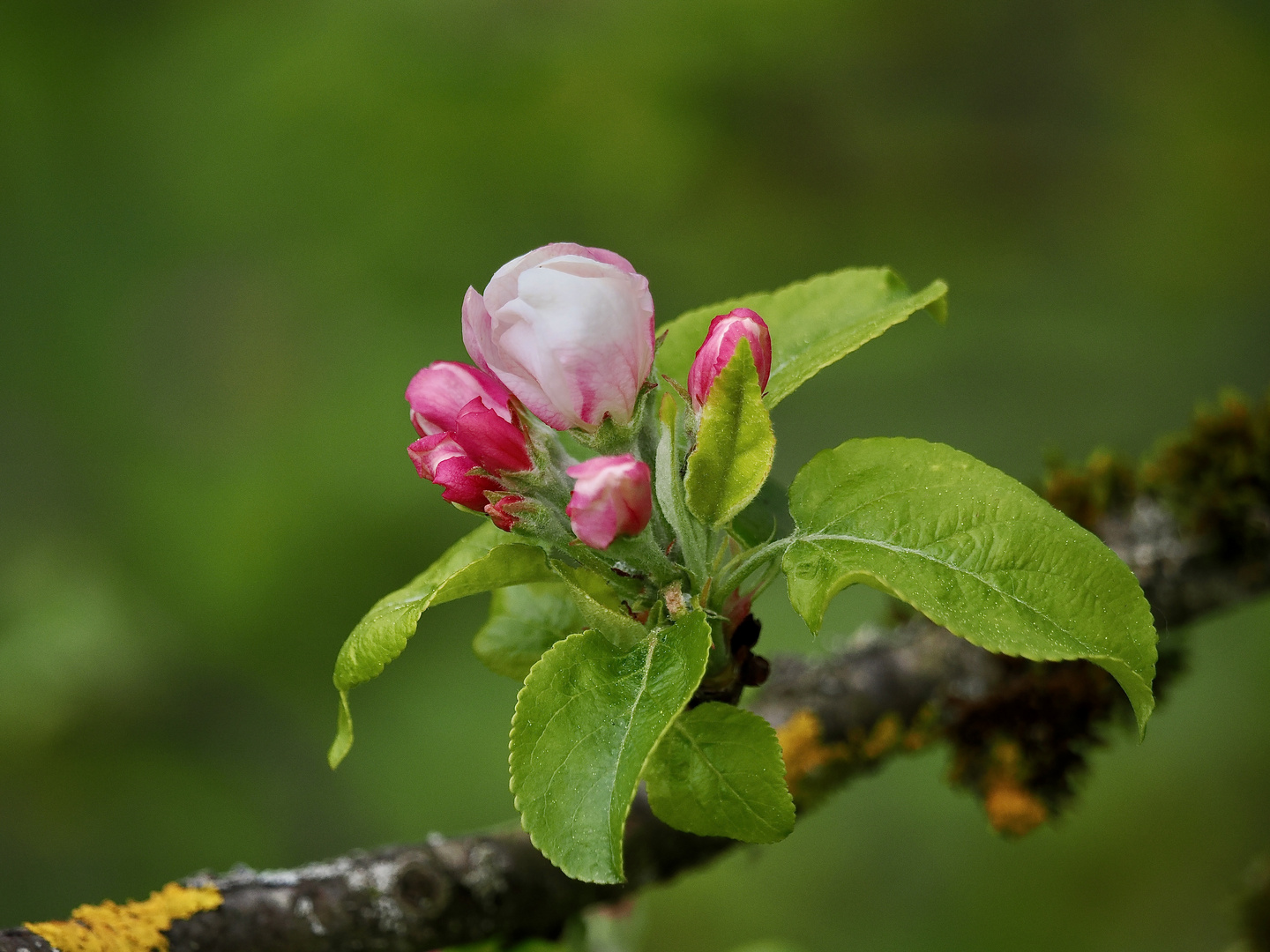 Apfelblüte