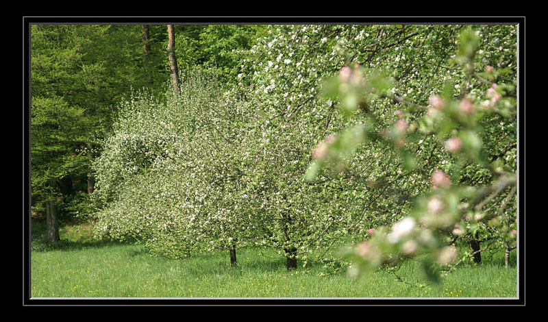 Apfelblüte