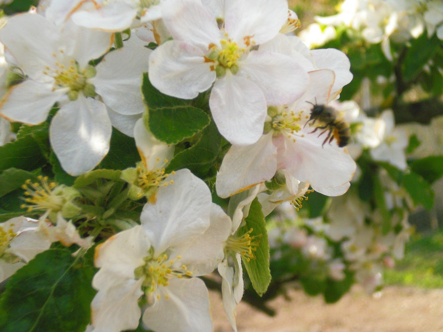 Apfelblüte