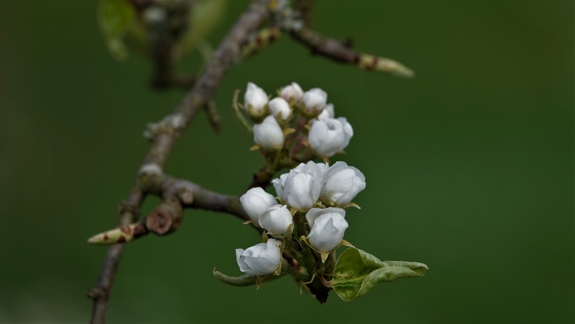 Apfelblüte