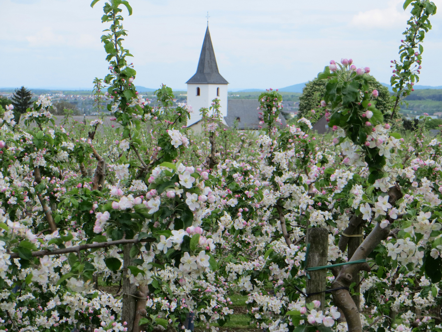 Apfelblüte