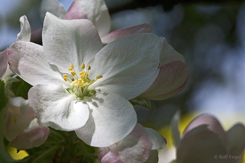 Apfelblüte