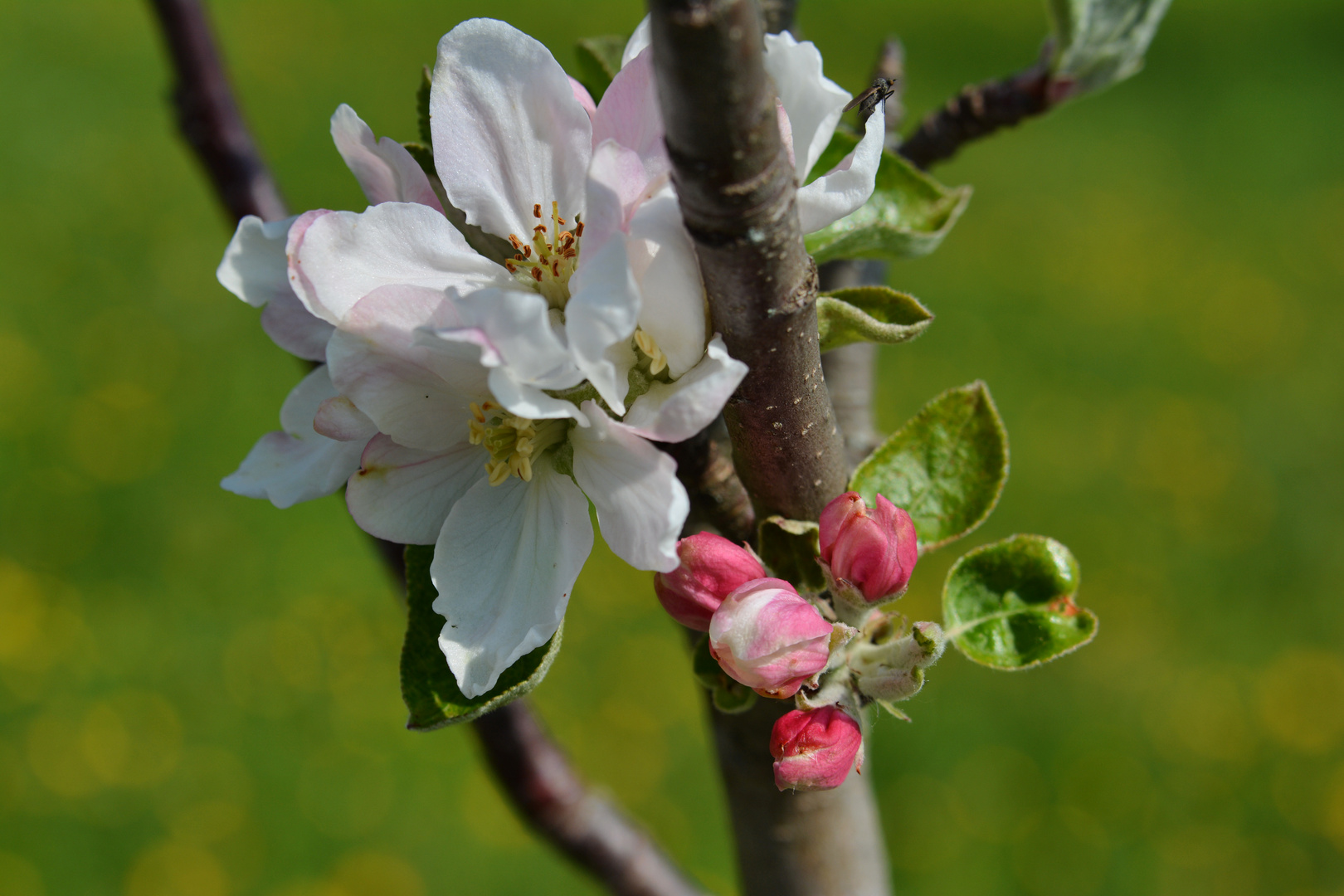 Apfelblüte...