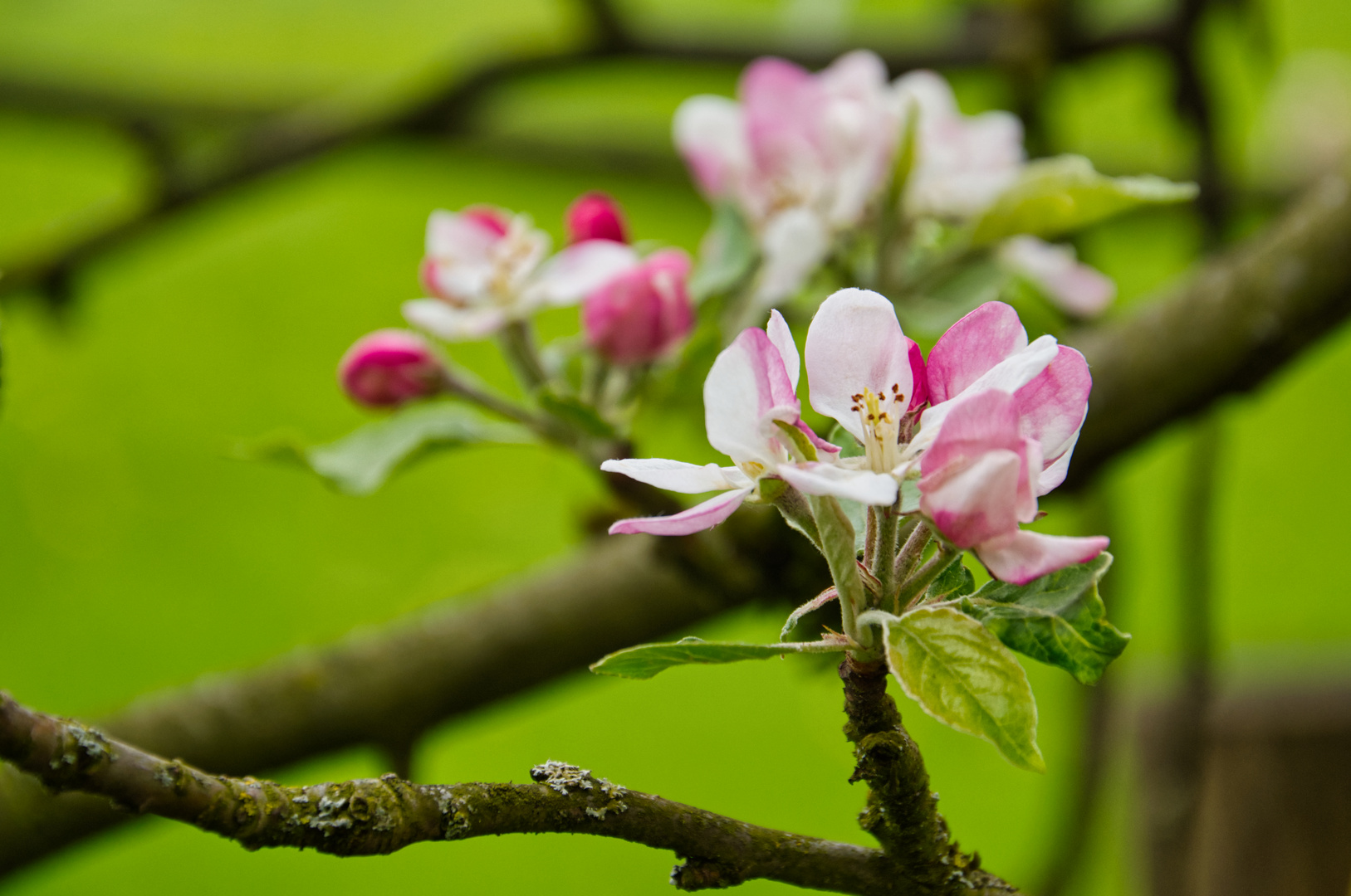 Apfelblüte