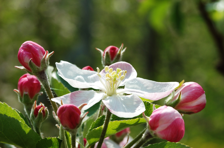 Apfelblüte