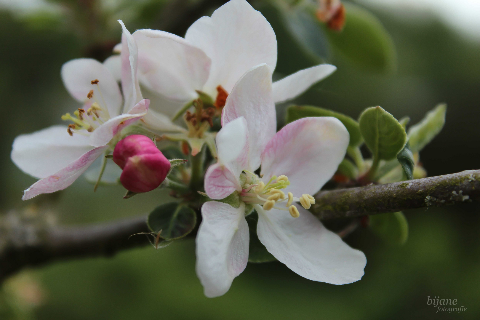 Apfelblüte