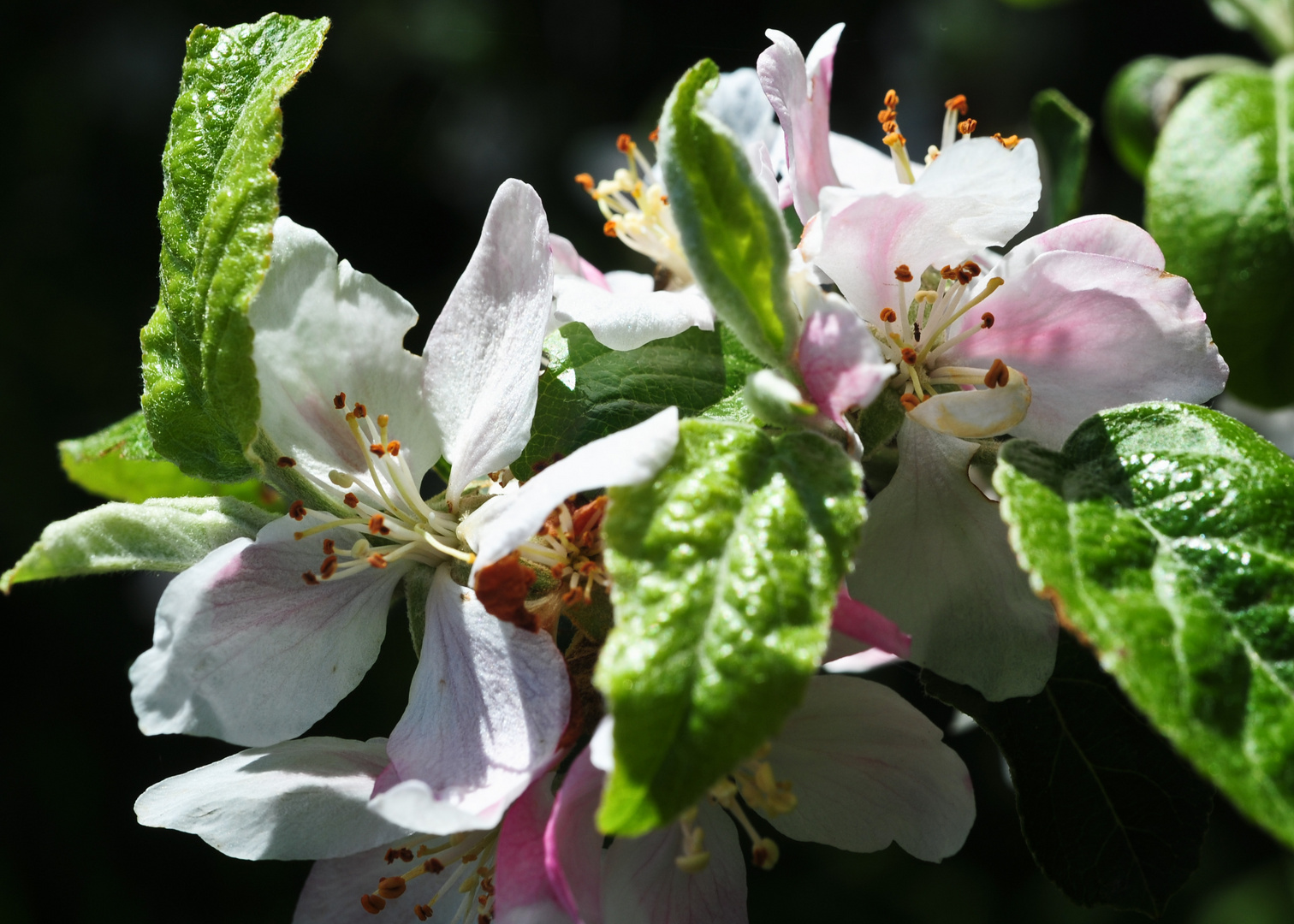 apfelblüte