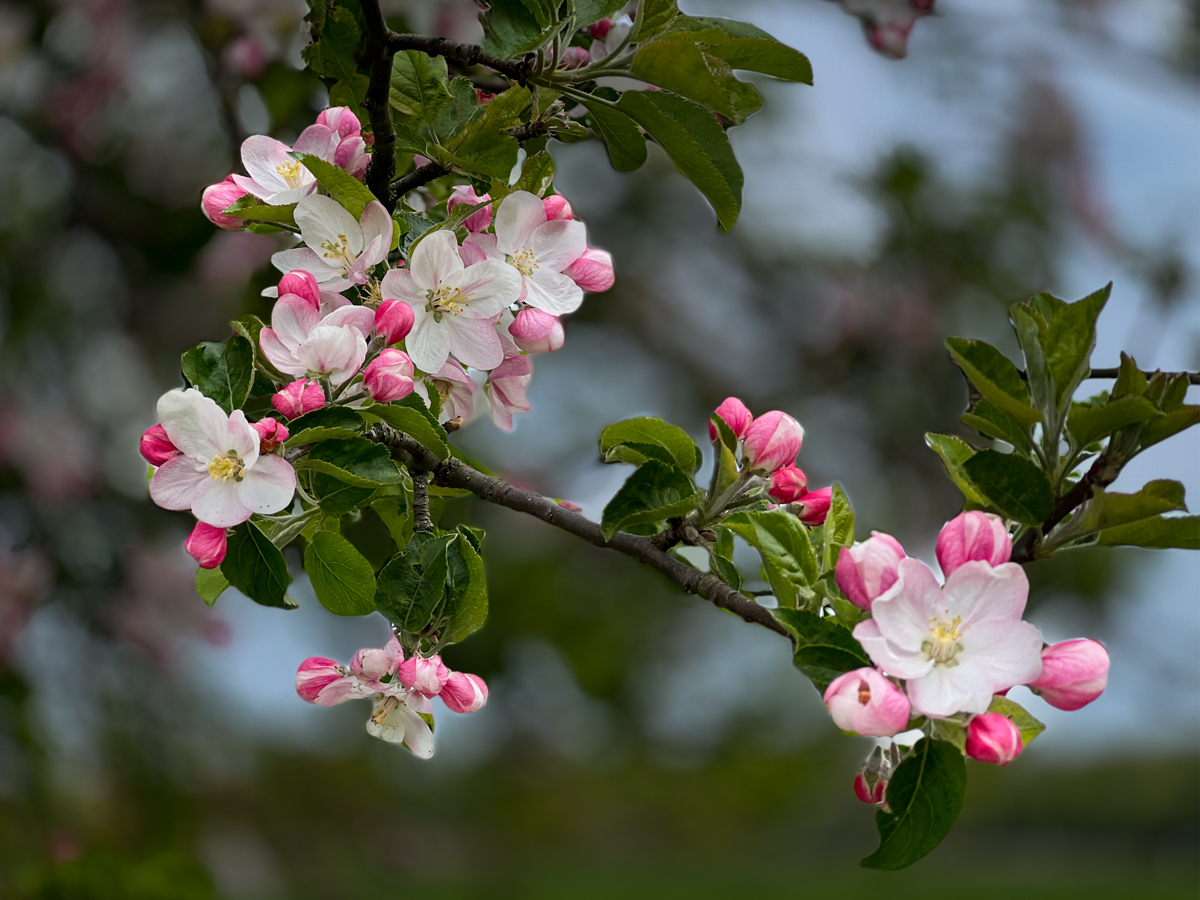 Apfelblüte