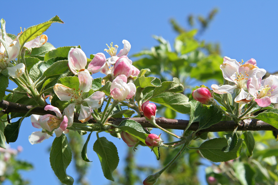 Apfelblüte